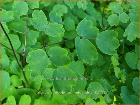 Thalictrum aquilegifolium &#039;Nimbus White&#039; | Akeleiruit, Ruit | Akeleibl&auml;ttrige Wiesenraute