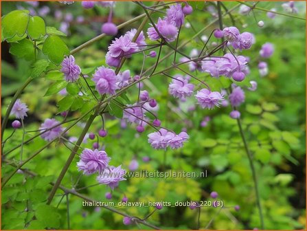 Thalictrum delavayi &#039;Hewitt&#039;s Double&#039; | Chinese ruit, Ruit | Delavays Wiesenraute