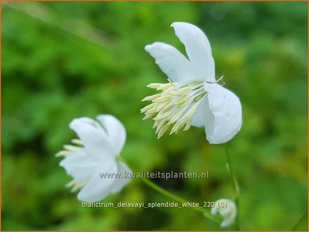 Thalictrum delavayi &amp;#39;Splendide White&amp;#39; | Chinese ruit, Ruit | Delavays Wiesenraute