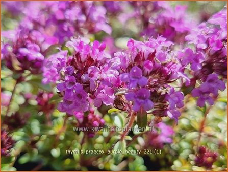 Thymus praecox &amp;#39;Purple Beauty&amp;#39; | Kruiptijm, Tijm | Niedergestreckter Thymian