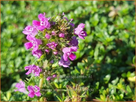 Thymus praecox &amp;#39;Red Carpet&amp;#39; | Kruiptijm, Tijm | Niedergestreckter Thymian