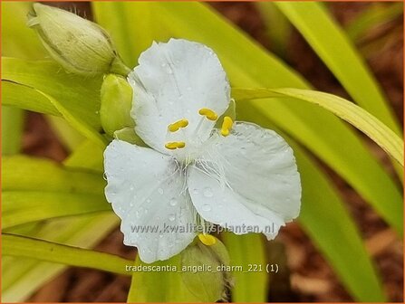 Tradescantia &amp;#39;Angelic Charm&amp;#39; | Eendagsbloem, Vaderplant, Matrozensla | Dreimasterblume