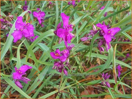 Tradescantia &amp;#39;Red Grape&amp;#39;