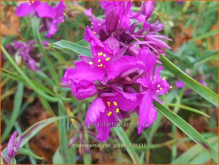 Tradescantia &amp;#39;Red Grape&amp;#39;