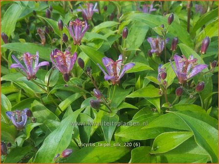 Tricyrtis &#039;Taipei Silk&#039; | Paddenlelie, Armeluisorchidee | Kr&ouml;tenlilie