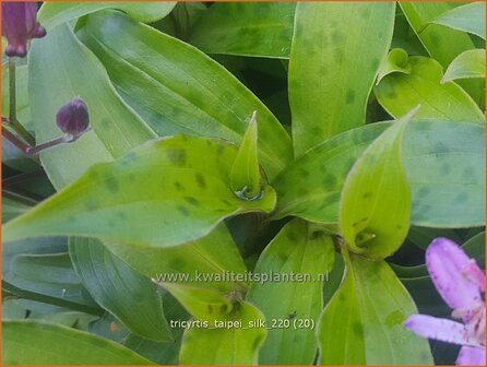 Tricyrtis &#039;Taipei Silk&#039; | Paddenlelie, Armeluisorchidee | Kr&ouml;tenlilie