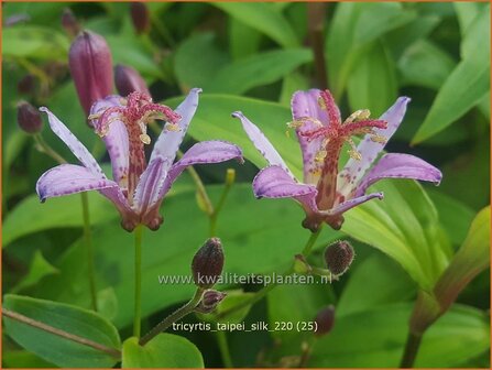 Tricyrtis &#039;Taipei Silk&#039; | Paddenlelie, Armeluisorchidee | Kr&ouml;tenlilie