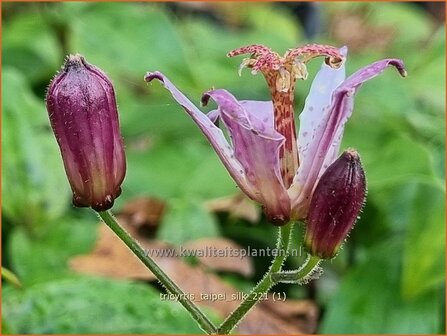 Tricyrtis &#039;Taipei Silk&#039; | Paddenlelie, Armeluisorchidee | Kr&ouml;tenlilie