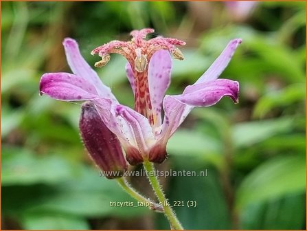 Tricyrtis &#039;Taipei Silk&#039; | Paddenlelie, Armeluisorchidee | Kr&ouml;tenlilie