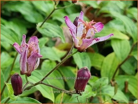 Tricyrtis &#039;Taipei Silk&#039; | Paddenlelie, Armeluisorchidee | Kr&ouml;tenlilie