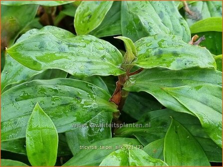 Tricyrtis &#039;Taipei Silk&#039; | Paddenlelie, Armeluisorchidee | Kr&ouml;tenlilie