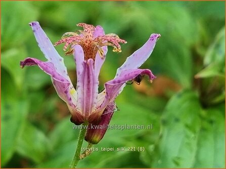 Tricyrtis &#039;Taipei Silk&#039; | Paddenlelie, Armeluisorchidee | Kr&ouml;tenlilie