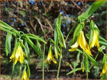 Uvularia grandiflora | Huigkruid, Treurklokje, Feestklokje | H&auml;nge-Goldglocke