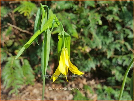 Uvularia grandiflora | Huigkruid, Treurklokje, Feestklokje | H&auml;nge-Goldglocke