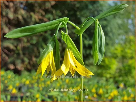 Uvularia grandiflora | Huigkruid, Treurklokje, Feestklokje | H&auml;nge-Goldglocke