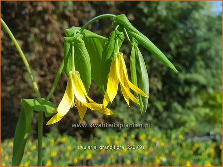 Uvularia grandiflora | Huigkruid, Treurklokje, Feestklokje | H&auml;nge-Goldglocke