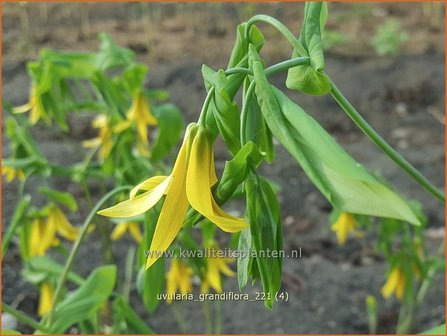 Uvularia grandiflora | Huigkruid, Treurklokje, Feestklokje | H&auml;nge-Goldglocke