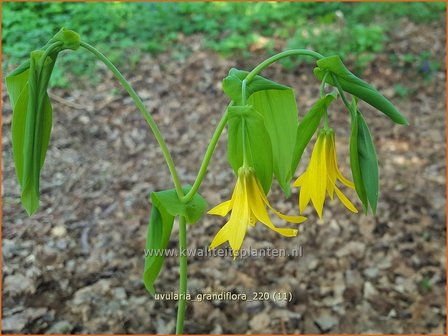 Uvularia grandiflora | Huigkruid, Treurklokje, Feestklokje | H&auml;nge-Goldglocke