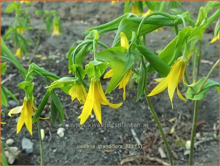 Uvularia grandiflora | Huigkruid, Treurklokje, Feestklokje | H&auml;nge-Goldglocke