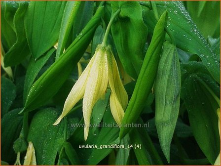 Uvularia grandiflora var. pallida | Huigkruid, Treurklokje, Feestklokje | H&auml;nge-Goldglocke