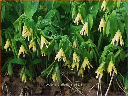 Uvularia grandiflora var. pallida | Huigkruid, Treurklokje, Feestklokje | H&auml;nge-Goldglocke