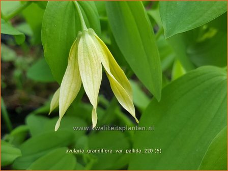 Uvularia grandiflora var. pallida | Huigkruid, Treurklokje, Feestklokje | H&auml;nge-Goldglocke