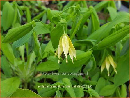 Uvularia grandiflora var. pallida | Huigkruid, Treurklokje, Feestklokje | H&auml;nge-Goldglocke