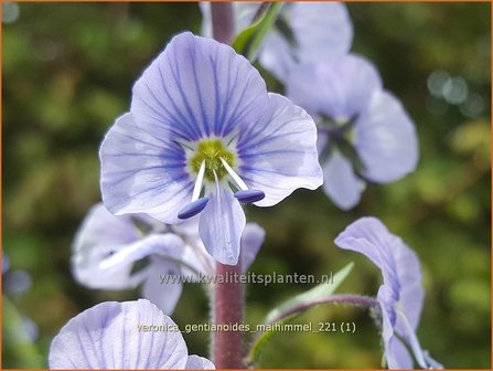 Veronica gentianoides &amp;#39;Maihimmel&amp;#39; | Gentiaan-ereprijs, Ereprijs | Enzianbl&auml;ttriger Ehrenpreis