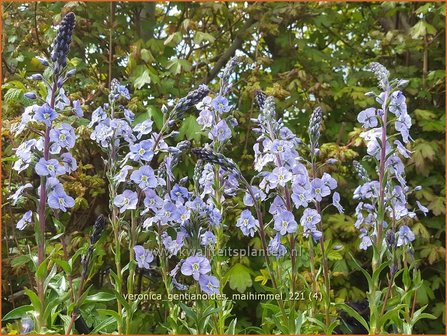 Veronica gentianoides &amp;#39;Maihimmel&amp;#39; | Gentiaan-ereprijs, Ereprijs | Enzianbl&auml;ttriger Ehrenpreis