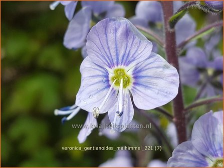 Veronica gentianoides &amp;#39;Maihimmel&amp;#39; | Gentiaan-ereprijs, Ereprijs | Enzianbl&auml;ttriger Ehrenpreis