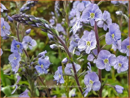 Veronica gentianoides &amp;#39;Maihimmel&amp;#39; | Gentiaan-ereprijs, Ereprijs | Enzianbl&auml;ttriger Ehrenpreis