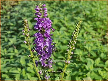 Veronica &amp;#39;Purpleicious&amp;#39; | Ereprijs | Ehrenpreis