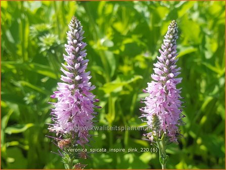 Veronica spicata &amp;#39;Inspire Pink&amp;#39; | Aarereprijs, Ereprijs | &Auml;hren-Ehrenpreis