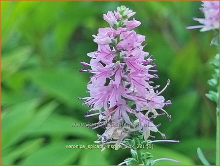 Veronica spicata &amp;#39;Inspire Pink&amp;#39; | Aarereprijs, Ereprijs | &Auml;hren-Ehrenpreis