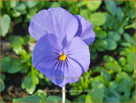 Viola cornuta &amp;#39;Blue Perfection&amp;#39; | Hoornviooltje, Viooltje | Hornveilchen