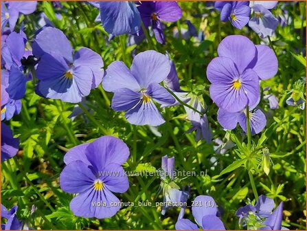 Viola cornuta &amp;#39;Blue Perfection&amp;#39; | Hoornviooltje, Viooltje | Hornveilchen