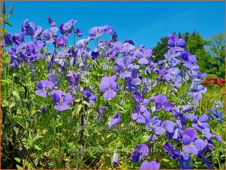 Viola cornuta &amp;#39;Blue Perfection&amp;#39; | Hoornviooltje, Viooltje | Hornveilchen