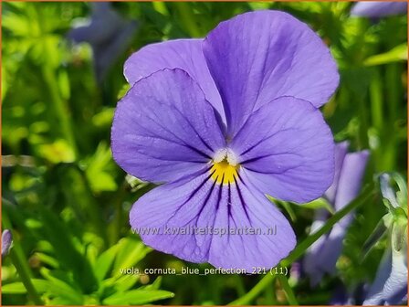 Viola cornuta &amp;#39;Blue Perfection&amp;#39; | Hoornviooltje, Viooltje | Hornveilchen