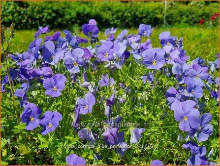 Viola cornuta &amp;#39;Blue Perfection&amp;#39; | Hoornviooltje, Viooltje | Hornveilchen