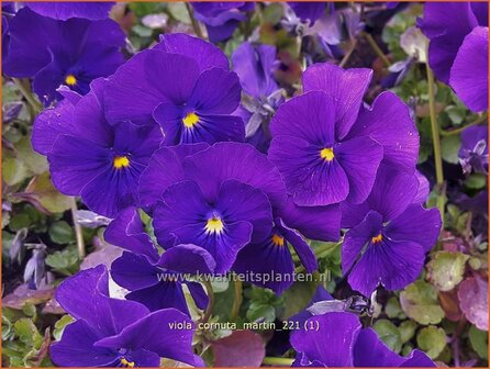 Viola cornuta &#039;Martin&#039; | Hoornviooltje, Viooltje | Hornveilchen