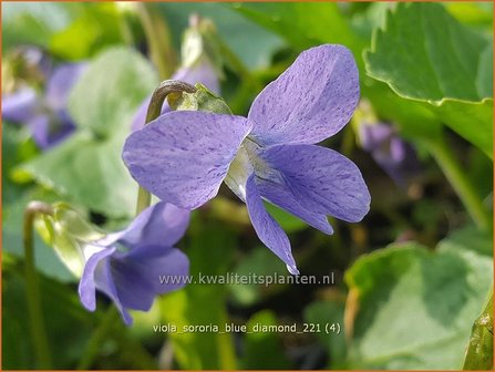 Viola sororia &amp;#39;Blue Diamond&amp;#39; | Zusterviooltje, Viooltje | Pfingst-Veilchen