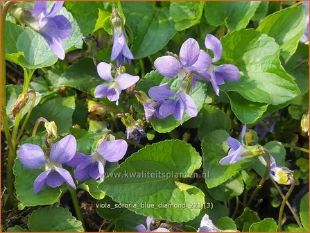 Viola sororia &amp;#39;Blue Diamond&amp;#39; | Zusterviooltje, Viooltje | Pfingst-Veilchen