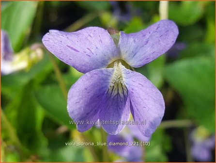 Viola sororia &amp;#39;Blue Diamond&amp;#39; | Zusterviooltje, Viooltje | Pfingst-Veilchen