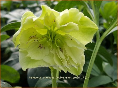 Helleborus orientalis &amp;#39;Double Ellen Green&amp;#39; | Kerstroos, Lenteroos, Vastenroos, Nieskruid | Lenzrose