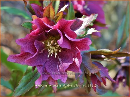 Helleborus orientalis &amp;#39;Double Ellen Red&amp;#39; | Kerstroos, Lenteroos, Vastenroos, Nieskruid | Lenzrose