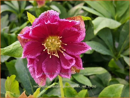 Helleborus orientalis &amp;#39;Double Ellen Red&amp;#39; | Kerstroos, Lenteroos, Vastenroos, Nieskruid | Lenzrose