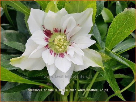 Helleborus orientalis &#039;Double Ellen White Spotted&#039; | Kerstroos, Lenteroos, Vastenroos, Nieskruid | Lenzrose