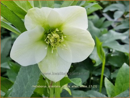 Helleborus orientalis &#039;Pretty Ellen White&#039; | Kerstroos, Lenteroos, Vastenroos, Nieskruid | Lenzrose