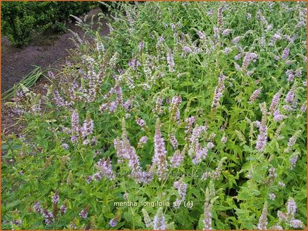 Mentha longifolia | Hertsmunt, Bosmunt, Munt | Ro&szlig;-Minze