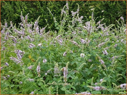 Mentha longifolia | Hertsmunt, Bosmunt, Munt | Ro&szlig;-Minze